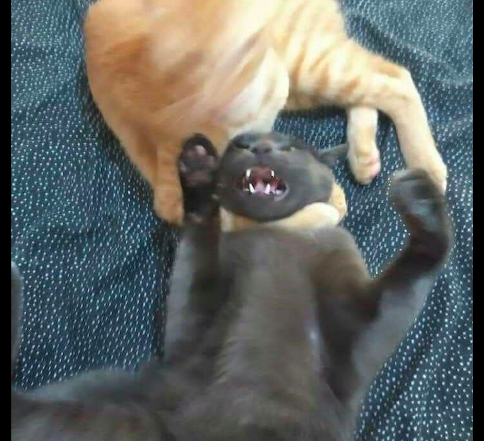 橘猫双爪勾住黑猫的脖子来了一招锁喉你是学过功夫的吗