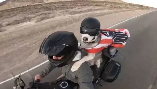 二哈乘机车跟主人环游世界,二哈:前生拉车,今生车拉我!