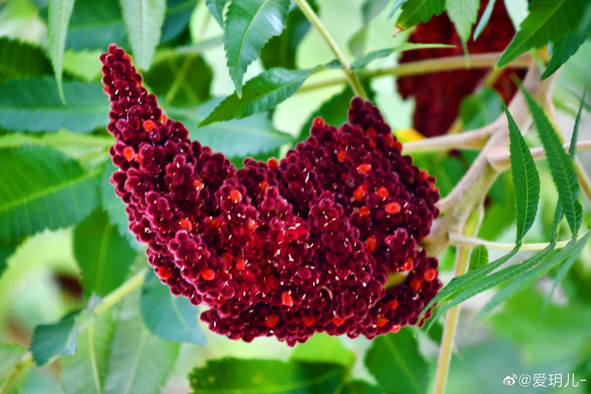 火炬树的果实像一束红色的火炬