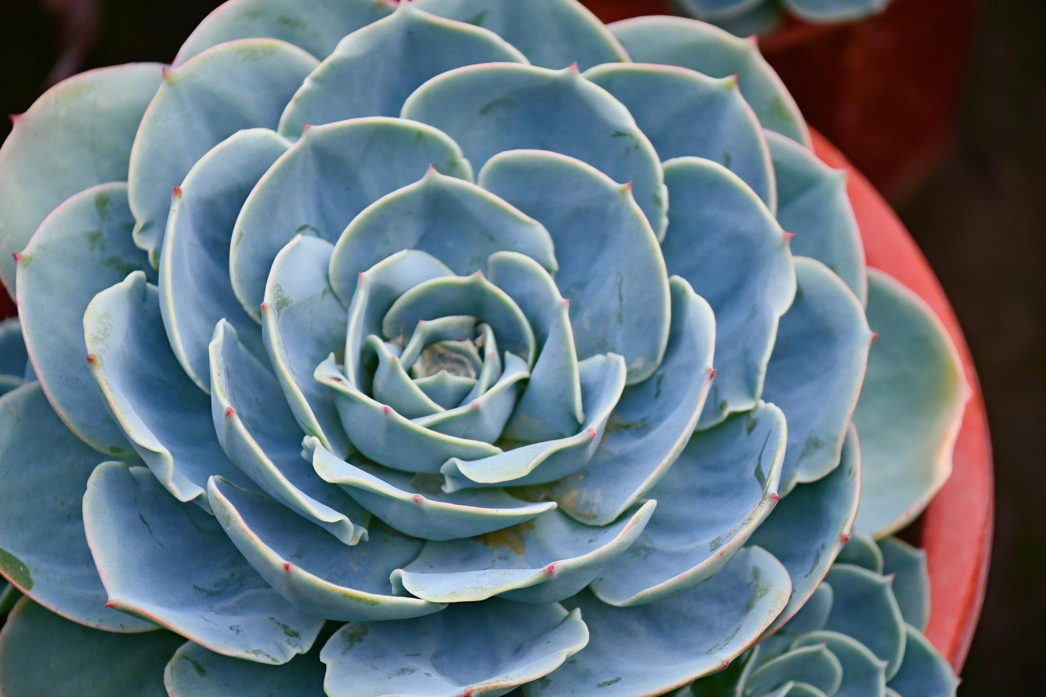 景天科多肉植物蓝石莲……_高清图集_新浪网
