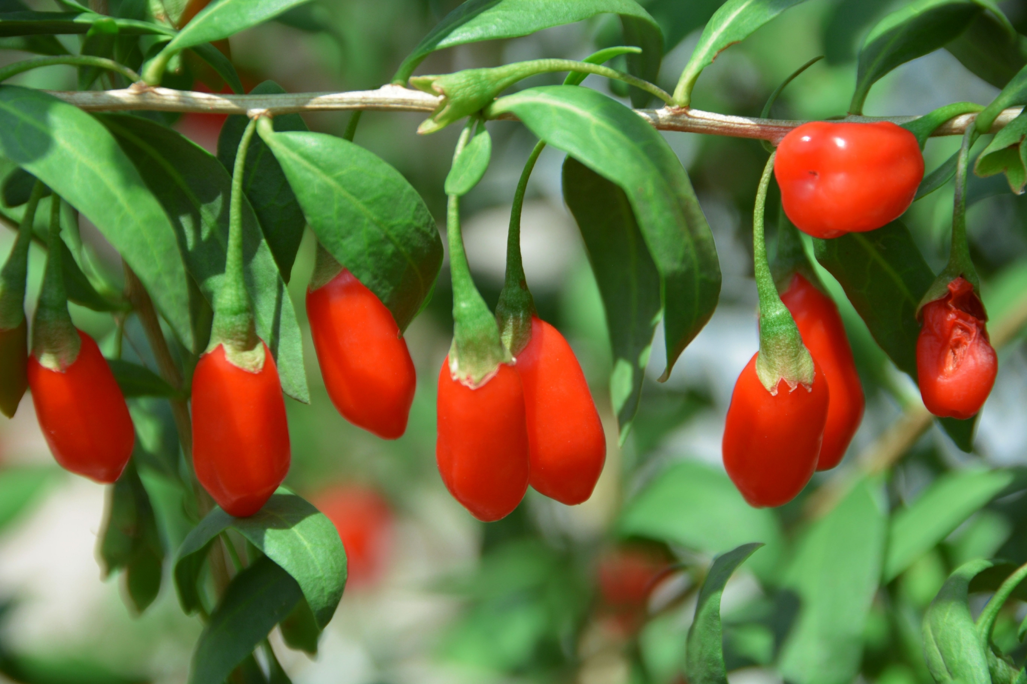 枸杞成熟了原创拍摄