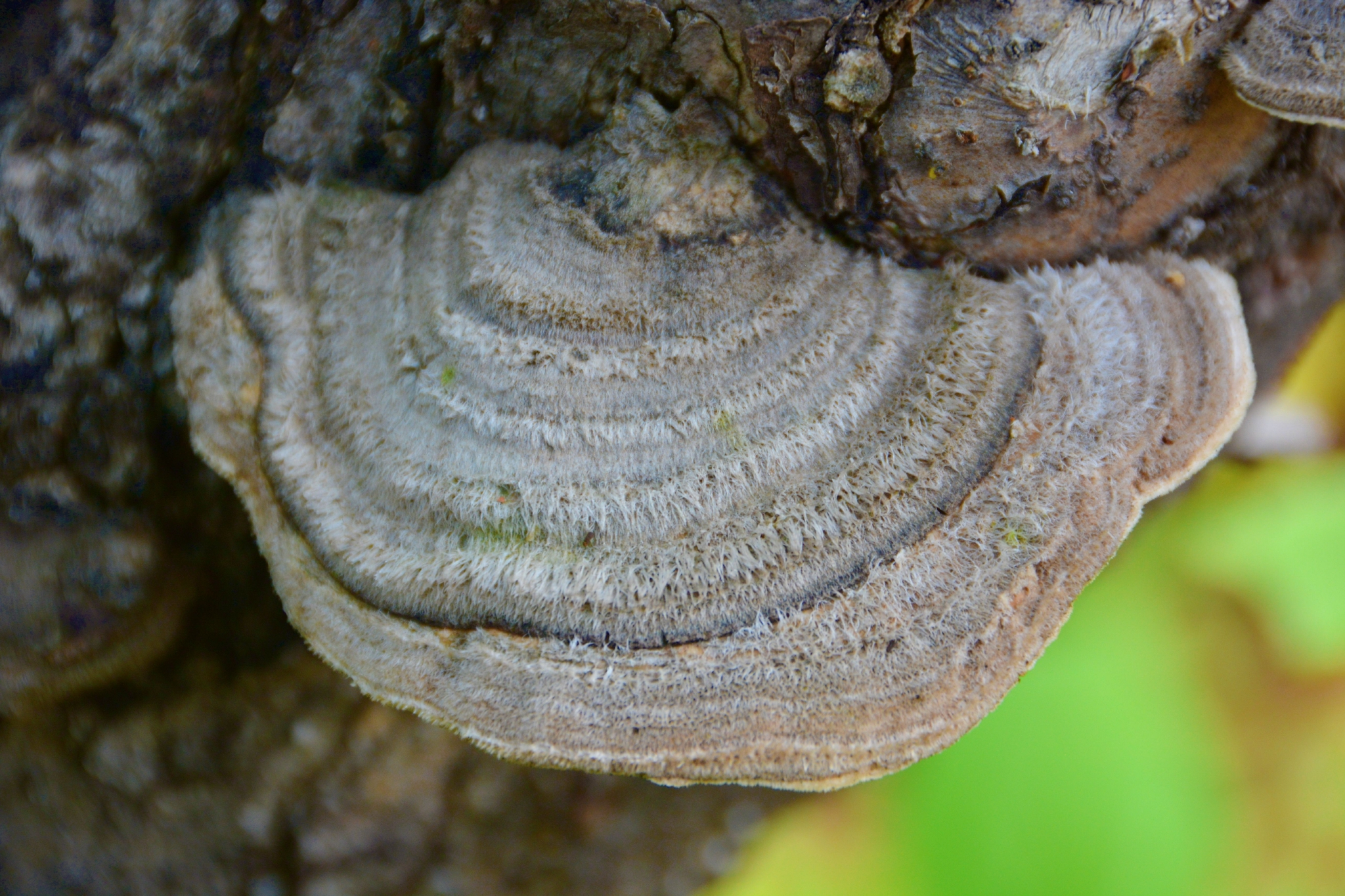 海棠树干上的树舌灵芝原创拍摄