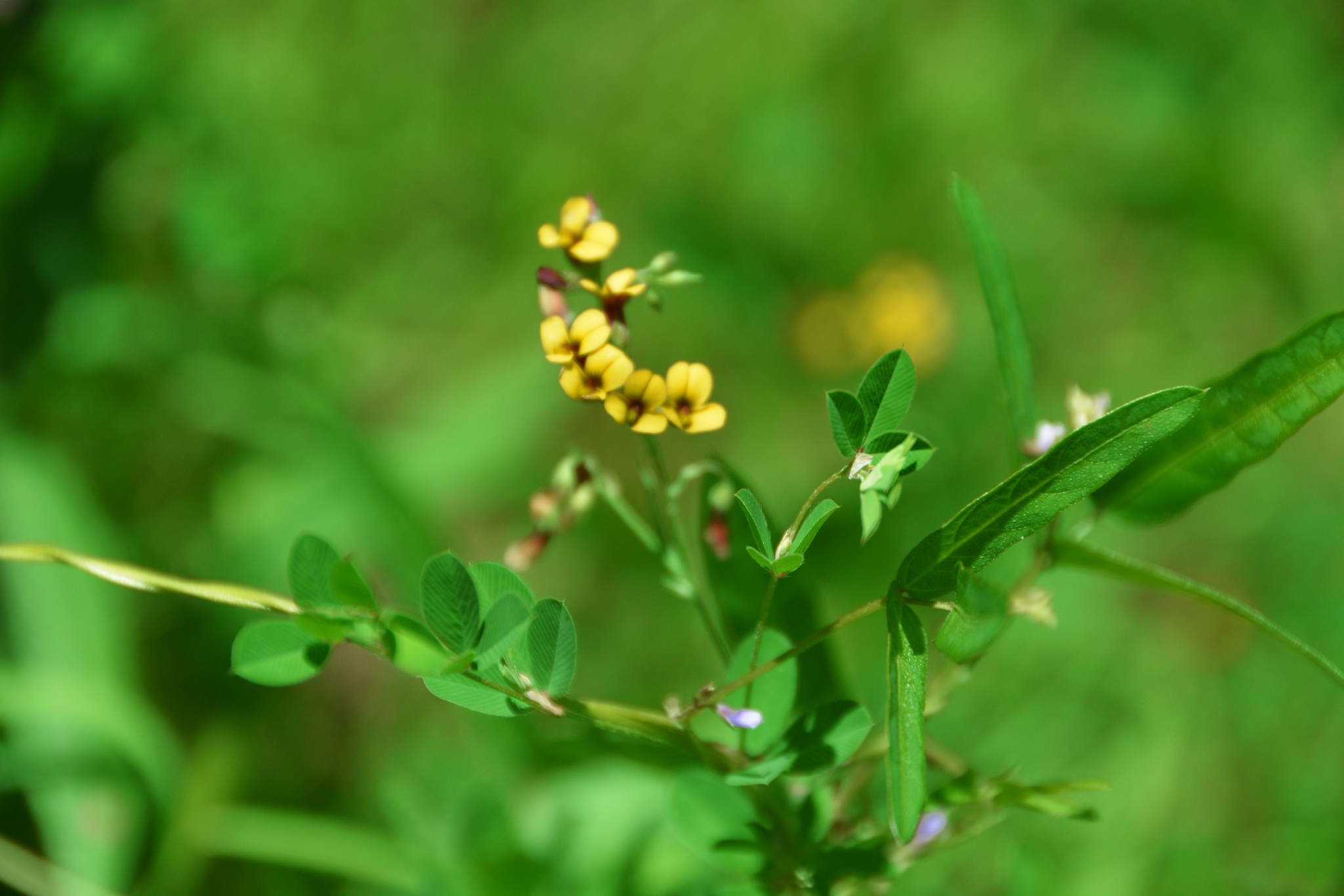 野生花苜蓿小花,原创拍摄_高清图集_新浪网