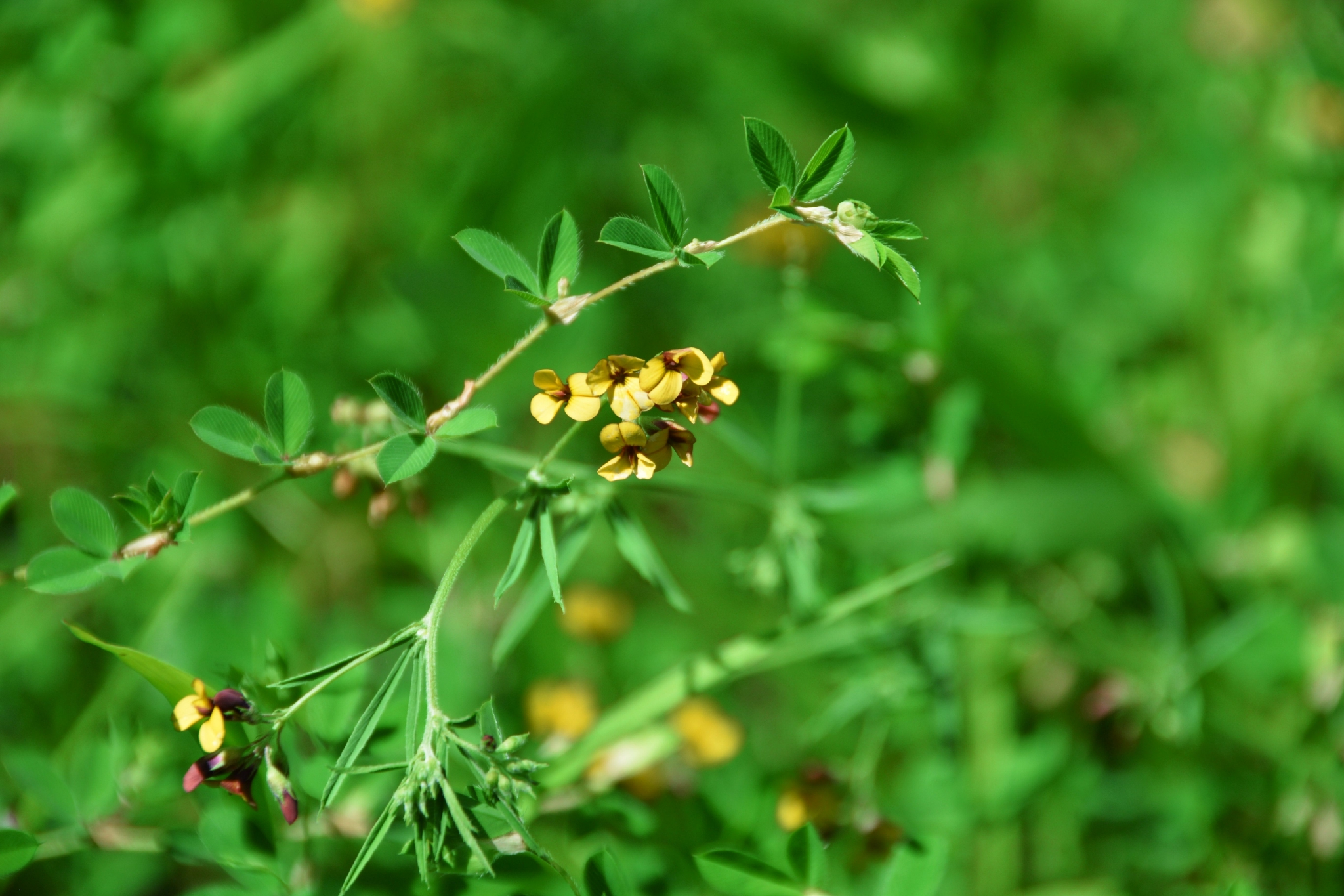 野生花苜蓿小花原创拍摄