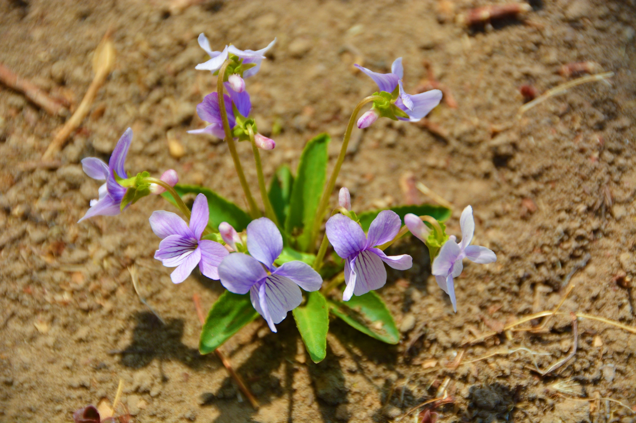 野生植物早开堇菜,原创拍摄