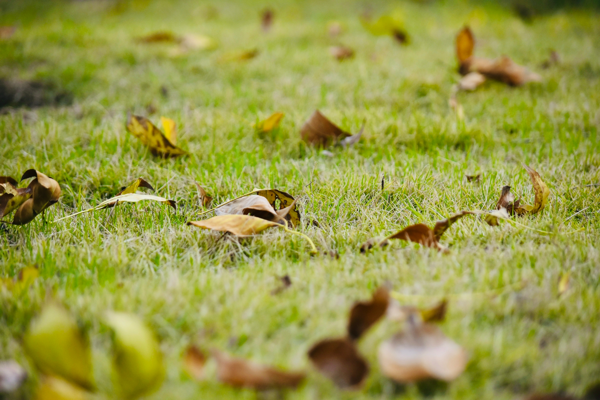 落叶纷飞秋天已去