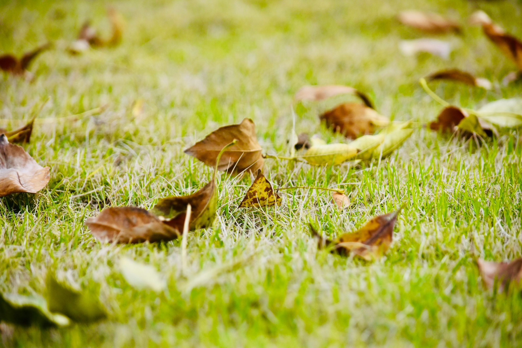 落叶纷飞秋天已去