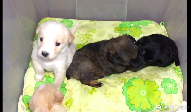 女子当着狗妈妈的面，将一箱子的小狗遗弃了，它们个个胖乎乎的！休闲区蓝鸢梦想 - Www.slyday.coM