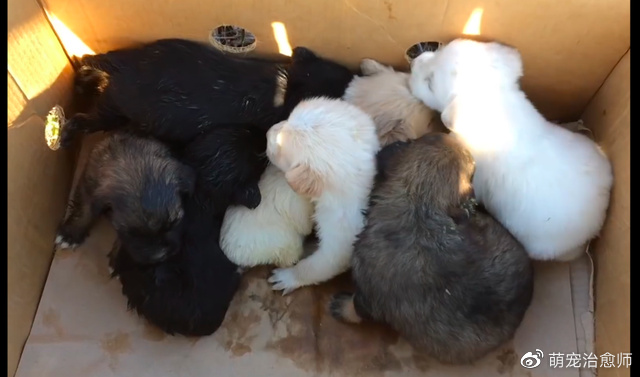 女子当着狗妈妈的面，将一箱子的小狗遗弃了，它们个个胖乎乎的！休闲区蓝鸢梦想 - Www.slyday.coM