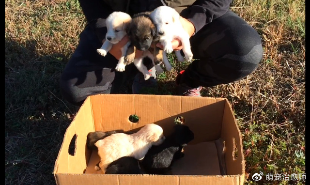 女子当着狗妈妈的面，将一箱子的小狗遗弃了，它们个个胖乎乎的！休闲区蓝鸢梦想 - Www.slyday.coM