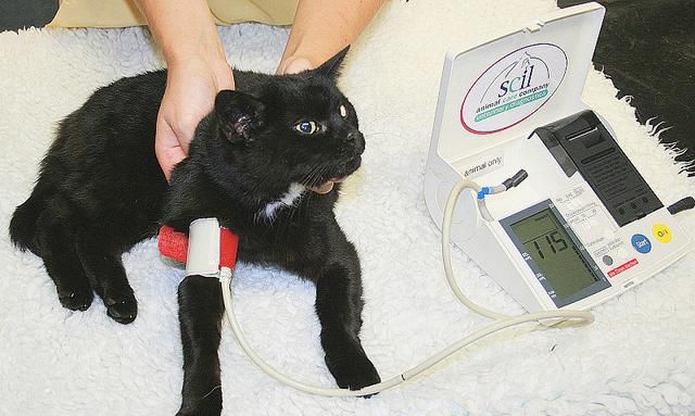 猫有几种血型?了解猫咪血型的知识,关键时刻也许能救下一条猫命
