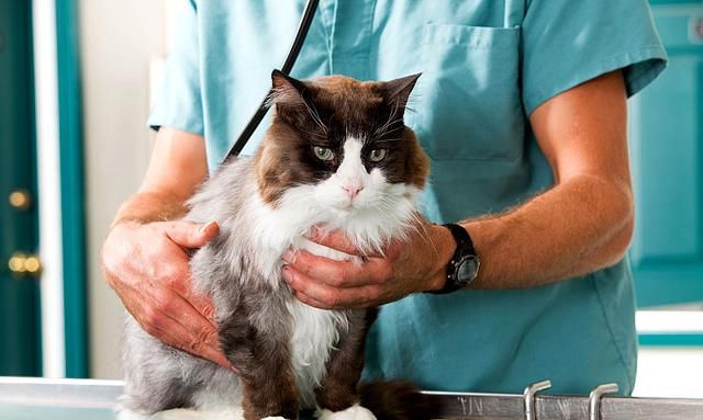 猫有几种血型?了解猫咪血型的知识,关键时刻也许能救下一条猫命