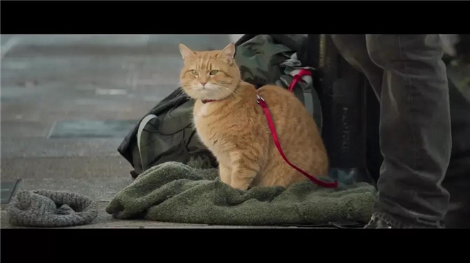 流浪猫鲍勃2网红橘猫惹人爱动物为什么难拍