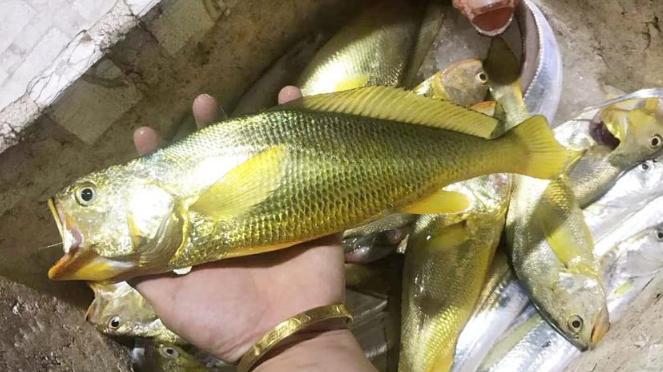 发财了！石浦渔民一网捕获3000斤野生大黄鱼，预计能卖300万休闲区蓝鸢梦想 - Www.slyday.coM