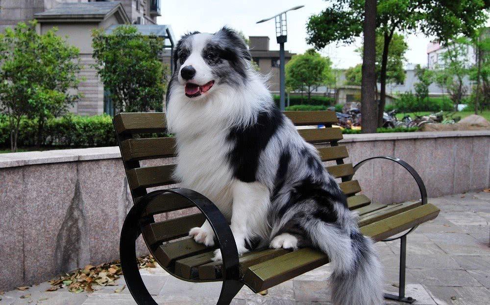 边牧狗仗人势,欺软怕硬,有主人为自己撑腰的时候,就连比自己大的狗狗