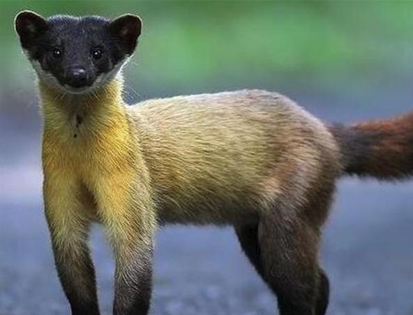 四川甘孜道孚发现两只黄喉貂草坝上嬉乐玩耍十分有趣