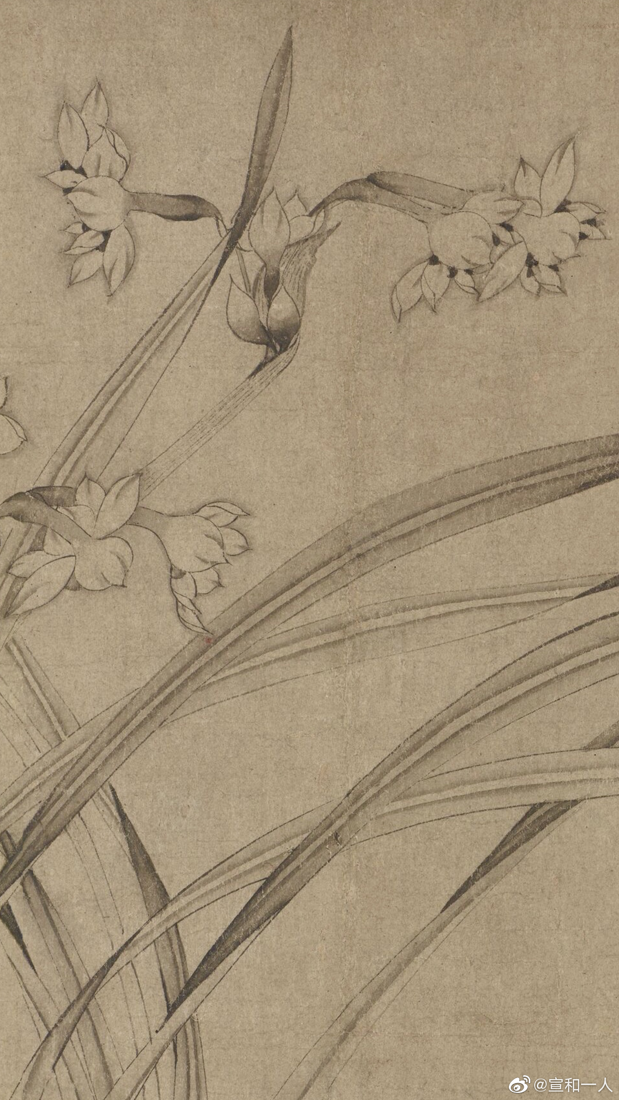 《水仙图》 赵孟坚 南宋 画中水仙自然舒展,花叶用淡墨晕染……_高清