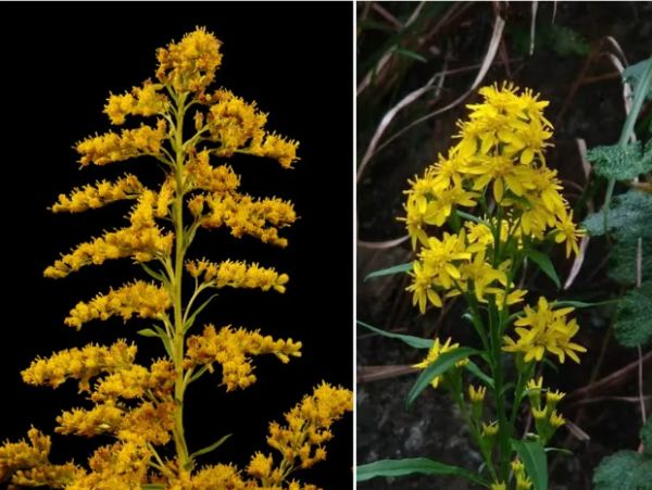 全国围剿“加拿大一枝黄花”|加拿大|植物|物种_新浪新闻