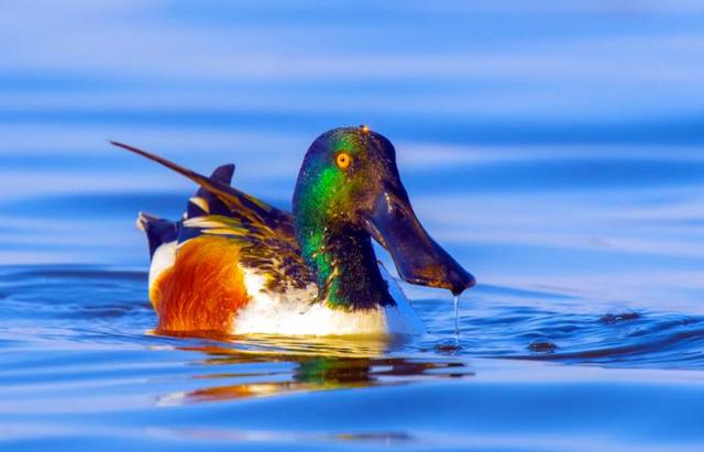 黑龙江省泰湖国家湿地公园迎来北归候鸟