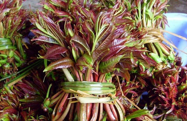 一时令菜价大涨,90一斤引热议,网友:4月份就不值钱了|香椿|香椿芽