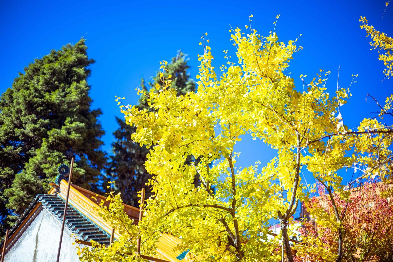 冬日,带你去看暖阳下的昆明金马寺|金瓦|金马|徐俊_新浪新闻