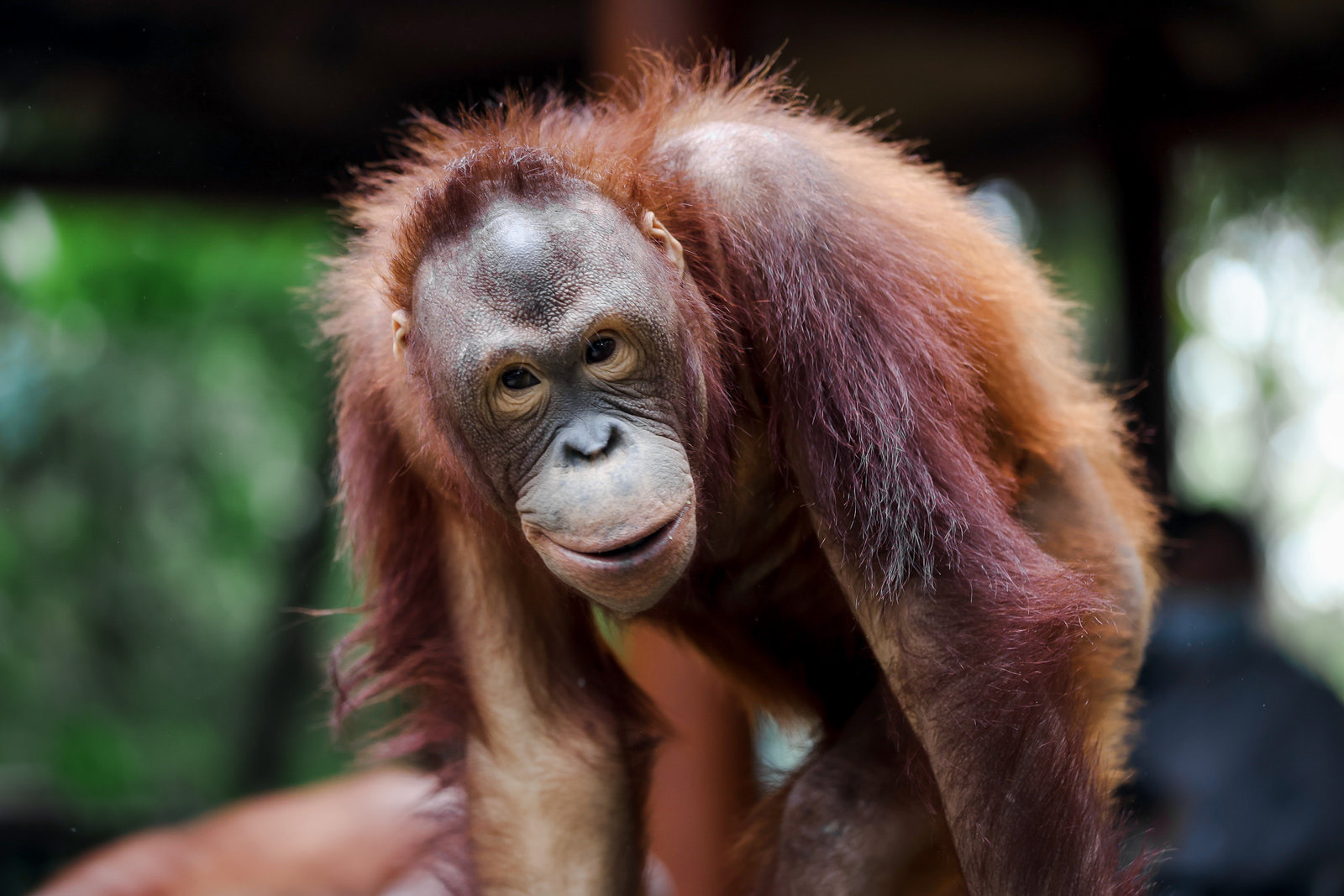 红毛猩猩家族大探秘!__财经头条