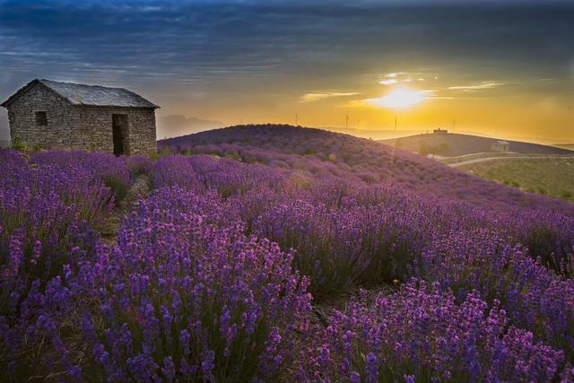 比肩普罗旺斯!坠入山东这片3000亩的薰衣草花海,邂逅浪漫!