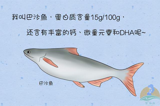 如果表姐提前了解巴沙鱼的营养价值,或许不会那么生气,因为这种鱼真的