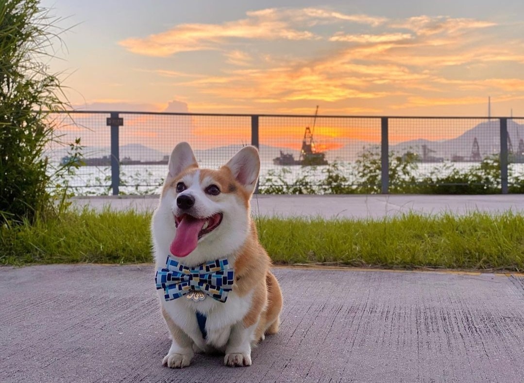 柯基的笑容也太治愈了吧