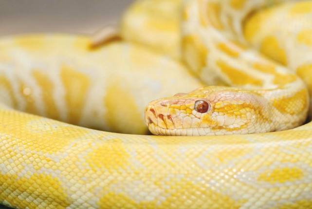 长度超过10米,重量超500斤|蛇类|体型|森蚺_新浪新闻