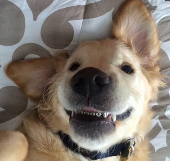 小金毛天生"龅牙",主人带去装上牙套,它每天一笑萌坏旁人
