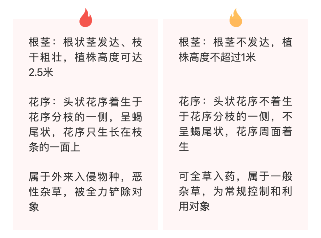 看到立即上报！这种“恶魔之花”到底有多可怕？休闲区蓝鸢梦想 - Www.slyday.coM