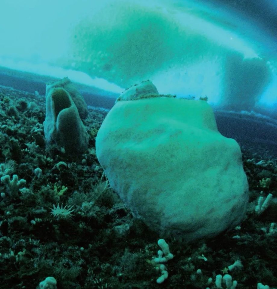 科研小组日前在南极冰架下发现了依附或部分依附于海底的不明未知生物