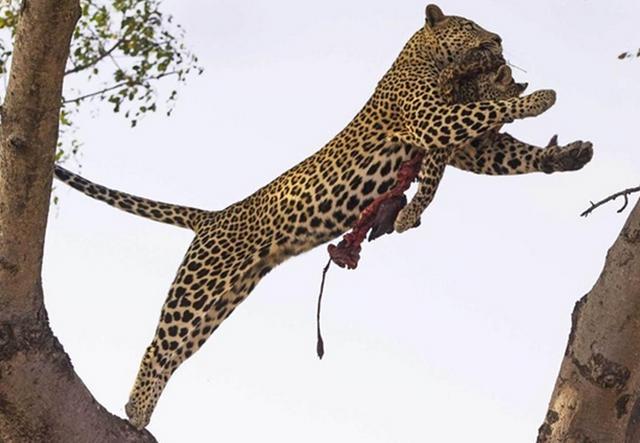 残忍的花豹为了向心仪的母花豹求爱让其妥协,狠心的吃掉它的孩子