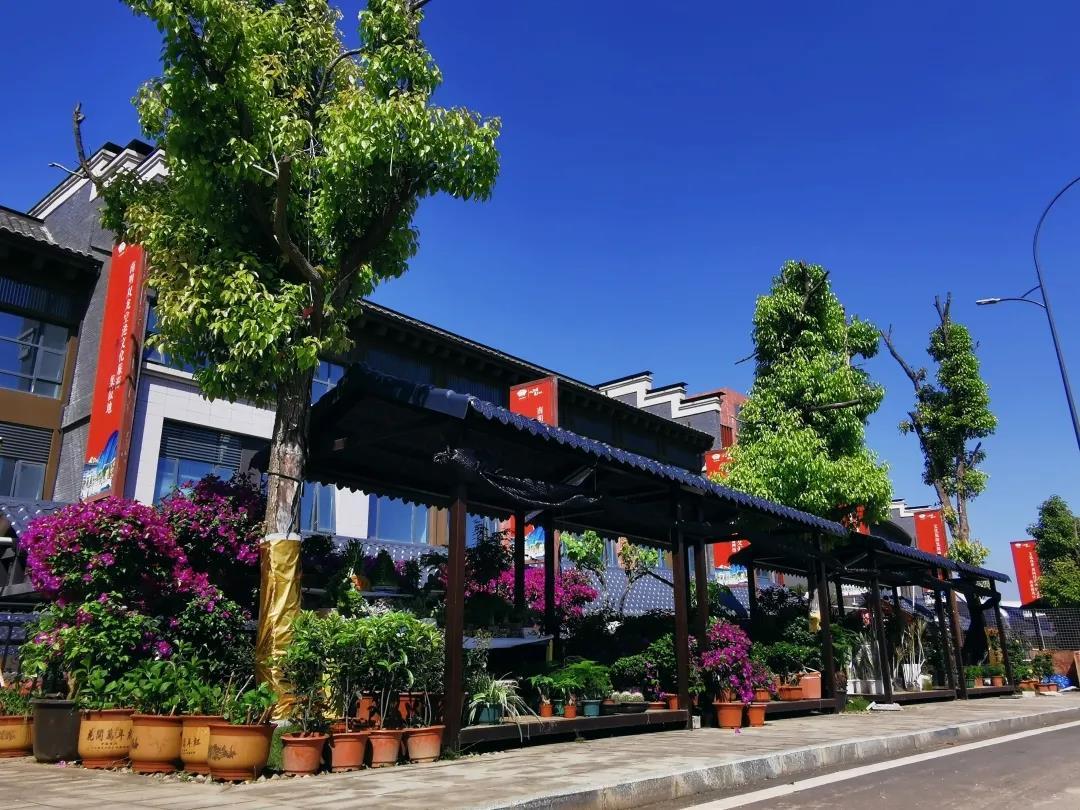 阳明花鸟文化旅游城·盆栽绿植一条街:你想买的盆栽都在这里