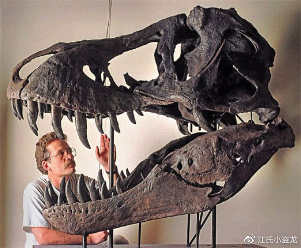 16亿元!史上最贵恐龙化石横空出世