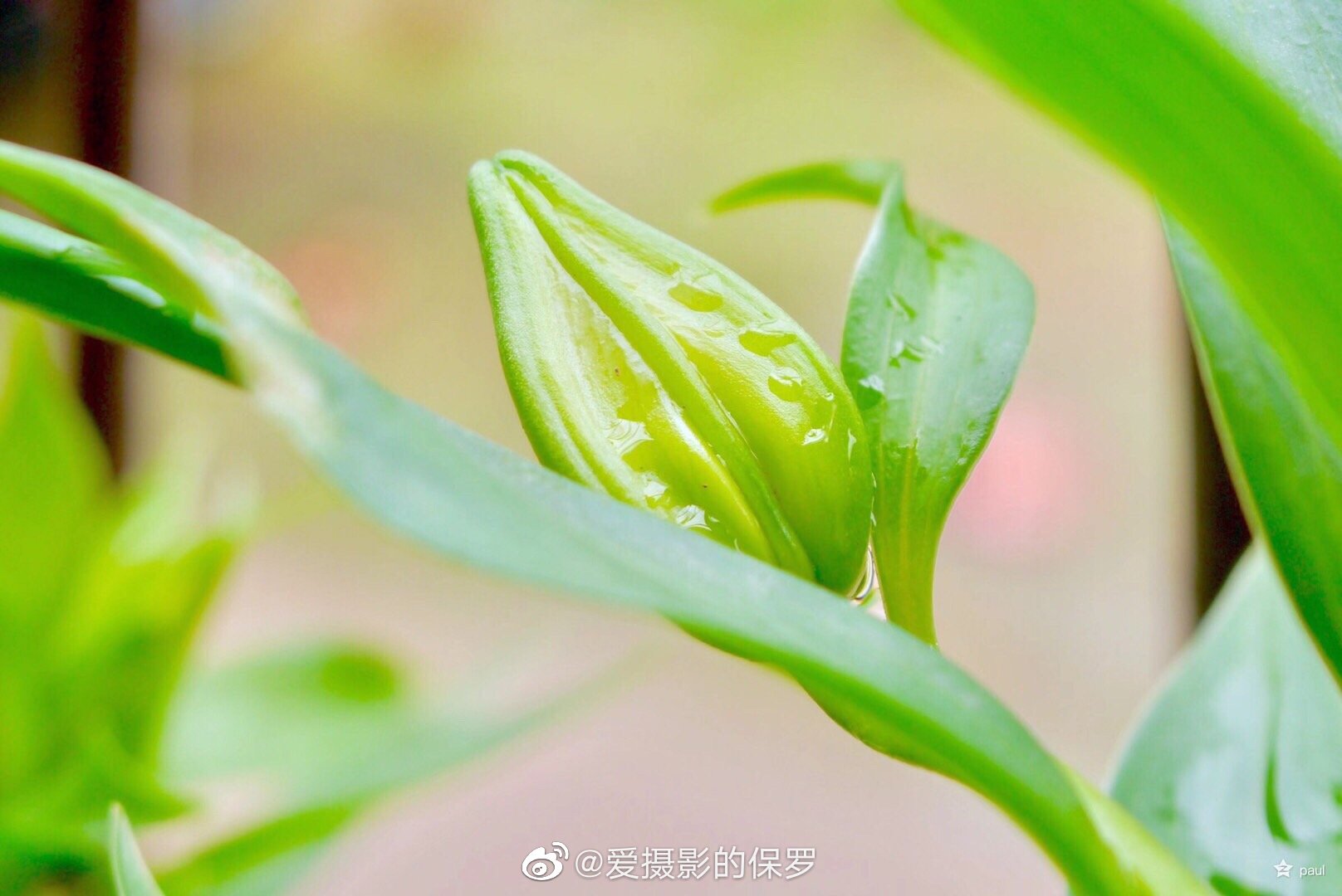 自今年5月18日將這幾顆百合種球種下 自今年5月18日將這幾顆百合種球種下