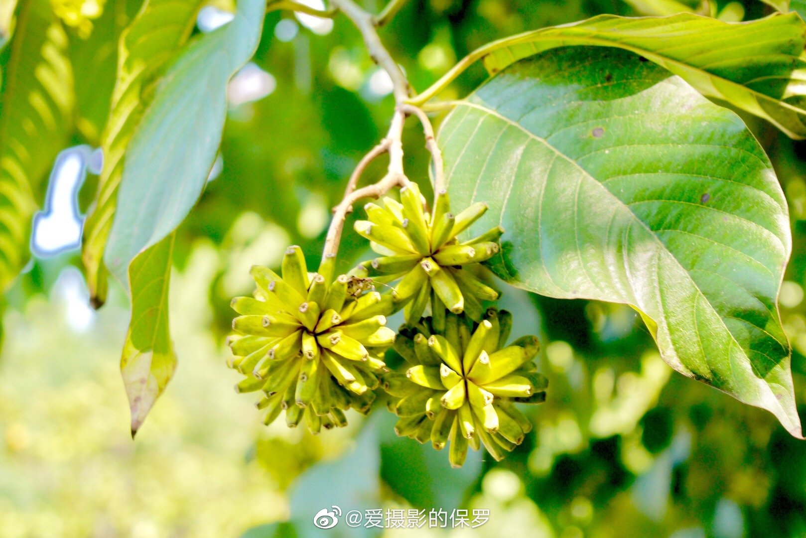 喜树,一个如此喜庆的植物名.每到秋_高清图集_新浪网