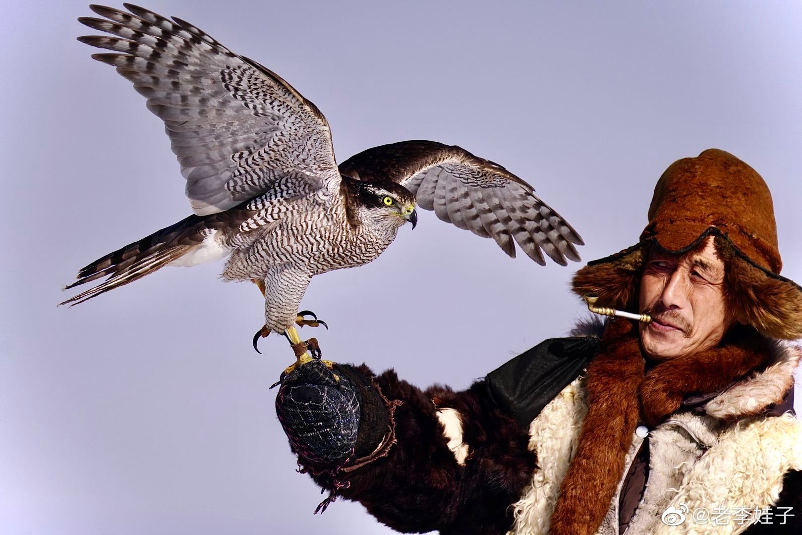 2/ 6正在消逝的训鹰把头 @长春情报站 @随手拍长