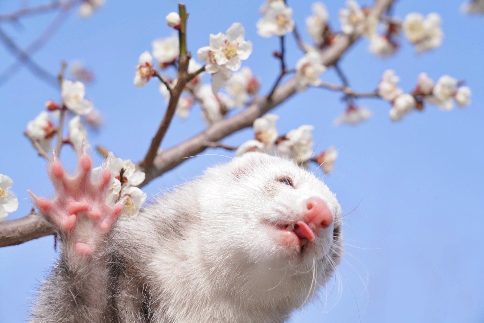 谁能在烂漫的春天拒绝一只可爱的貂貂呢