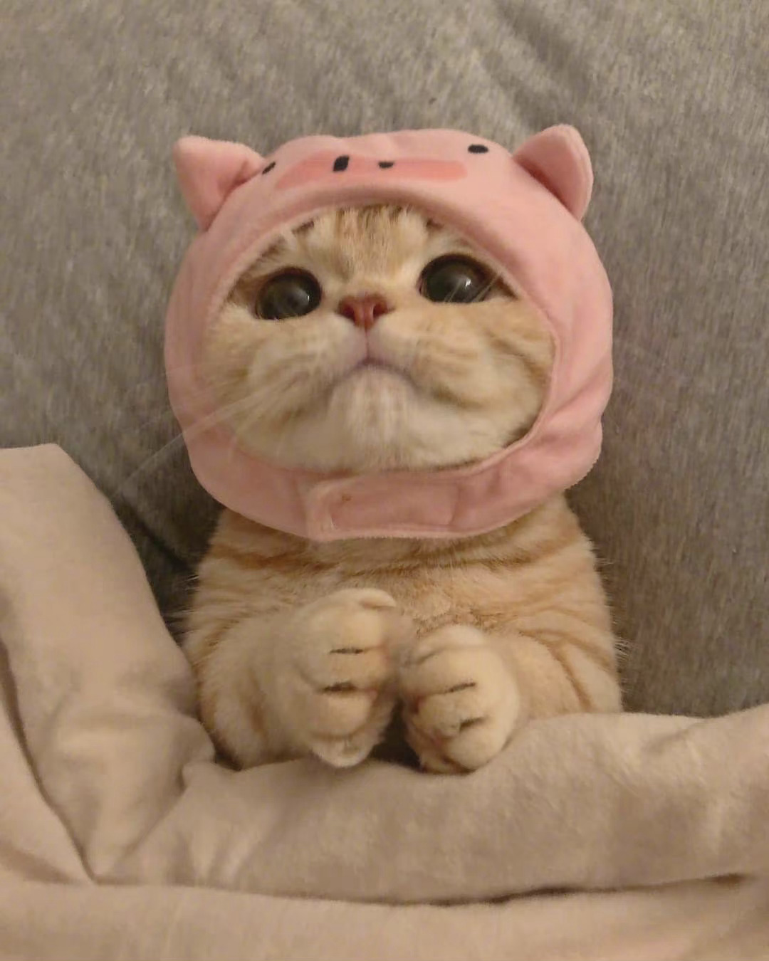 橘猫沙梨sally__财经头条