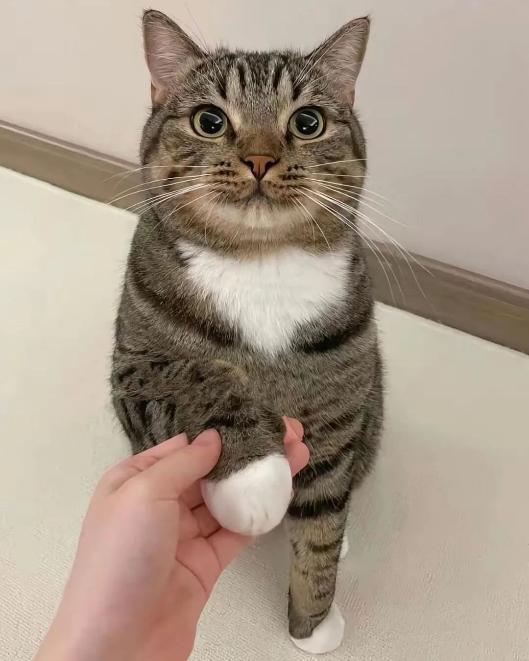 脚圆圆的小猫好像多啦a梦哦伸出圆手