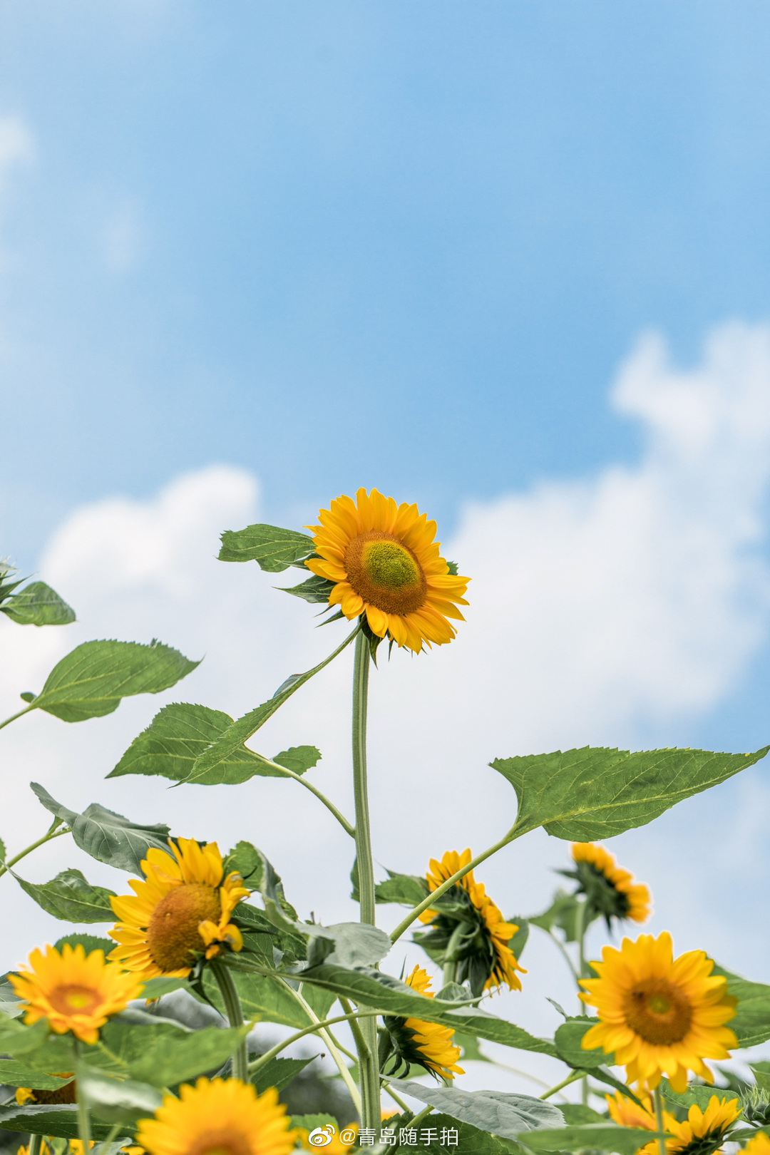 又发现青岛一处约拍好去处 魅力西海岸