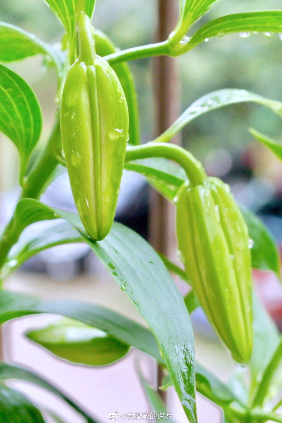 自今年5月18日將這幾顆百合種球種下