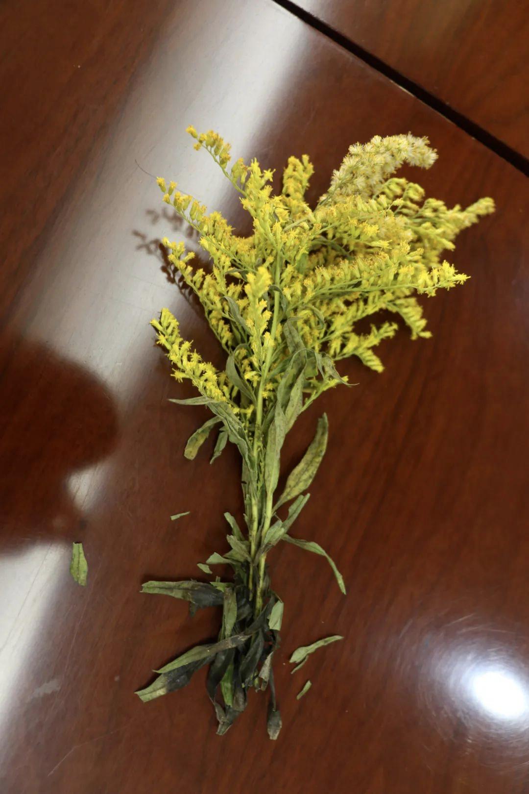 看到立即上报！这种“恶魔之花”到底有多可怕？休闲区蓝鸢梦想 - Www.slyday.coM