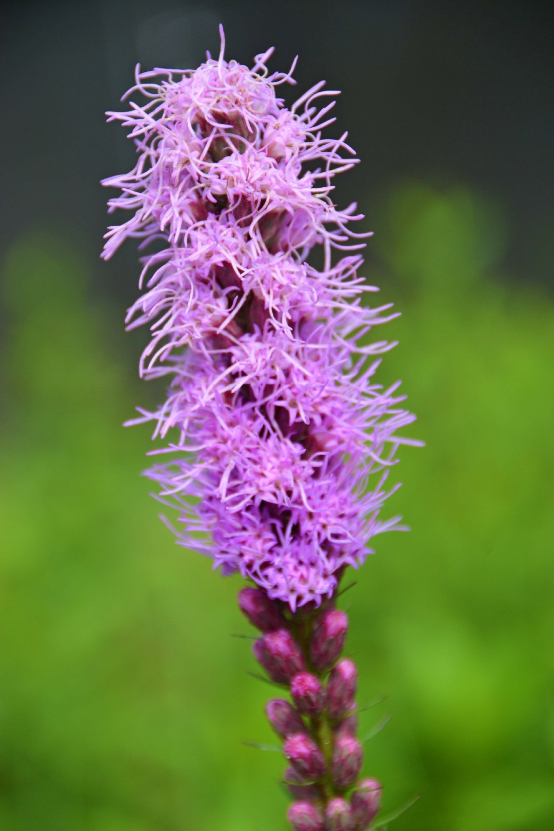 蛇鞭菊也叫麒麟菊原创拍摄