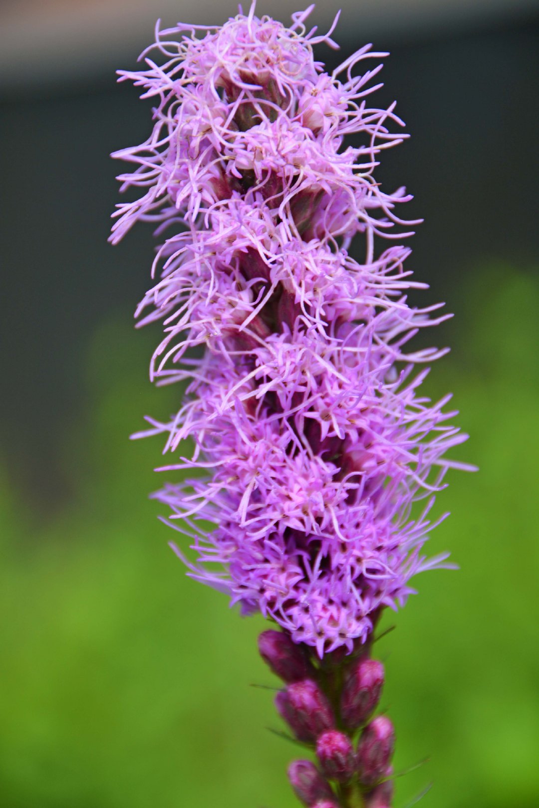 蛇鞭菊也叫麒麟菊原创拍摄