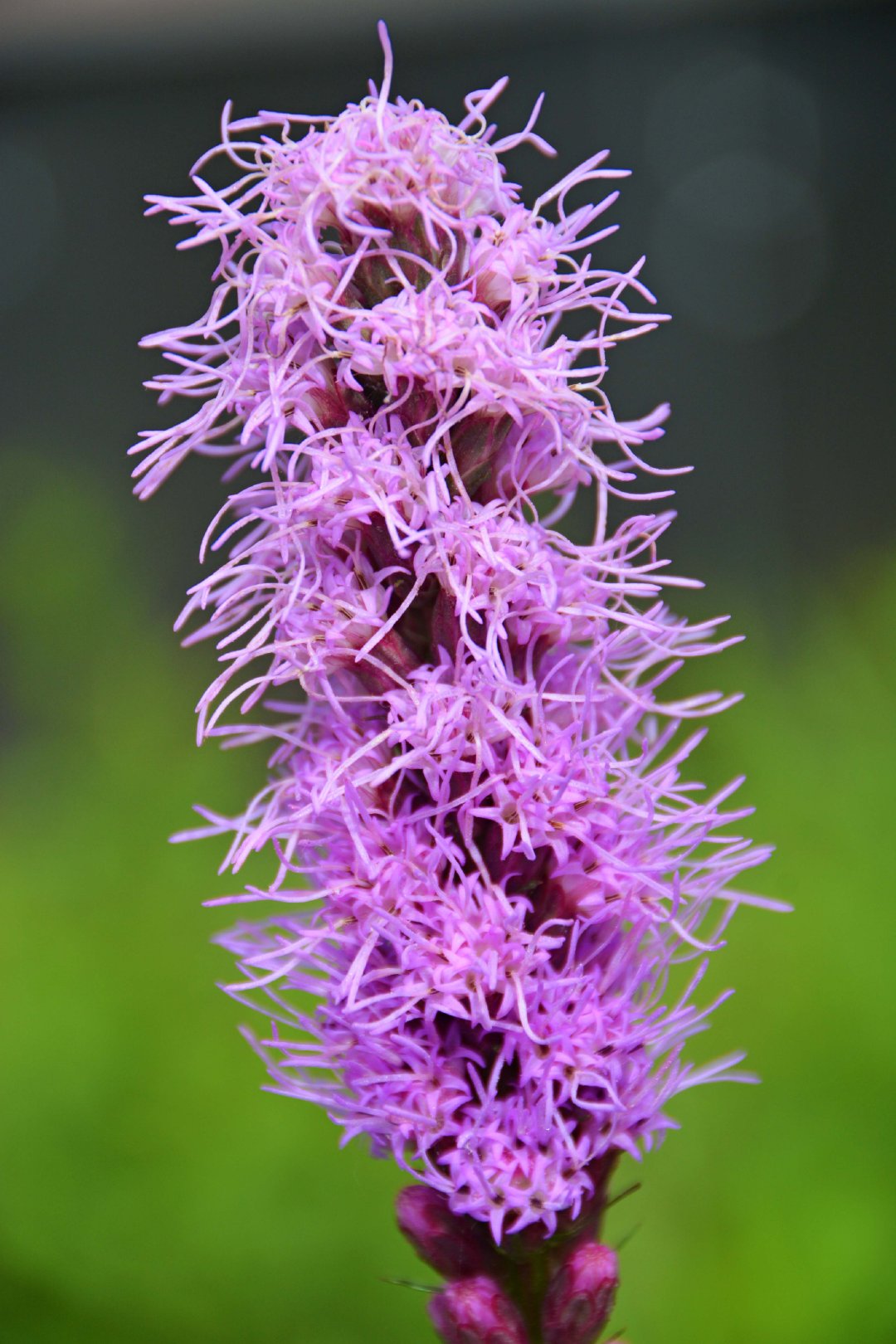 蛇鞭菊也叫麒麟菊原创拍摄