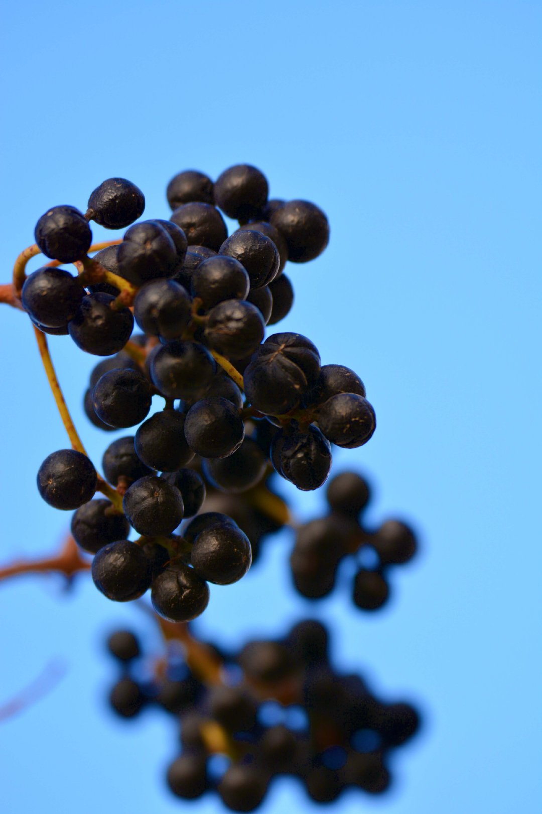 黑果黄檗树果实,原创拍摄_新浪新闻