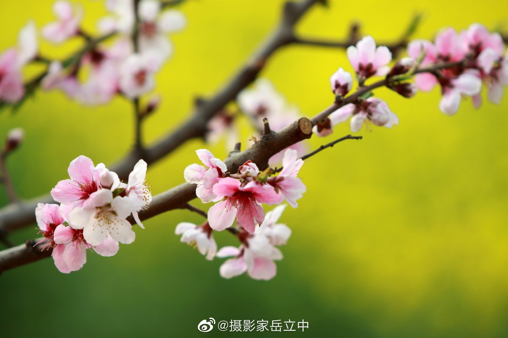 红尘陌上,烟花四月